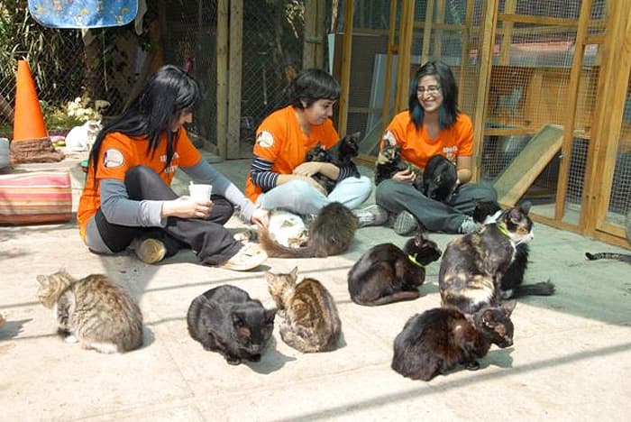 Voluntariado: Cuida un Gatito
